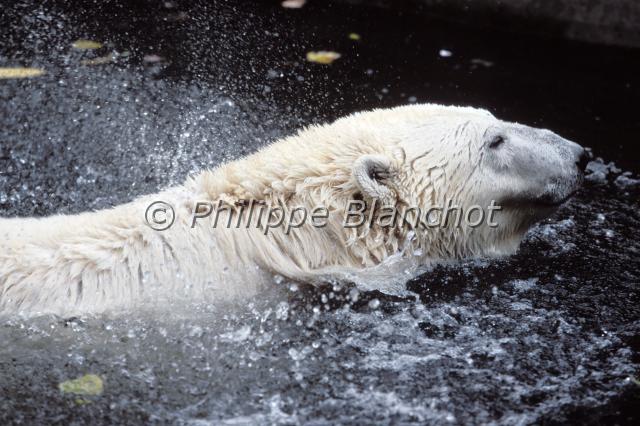 ursus maritimus.JPG - Ours polaire ou ours blancUrsus maritimusPolar bearCarnivora, Ursidae